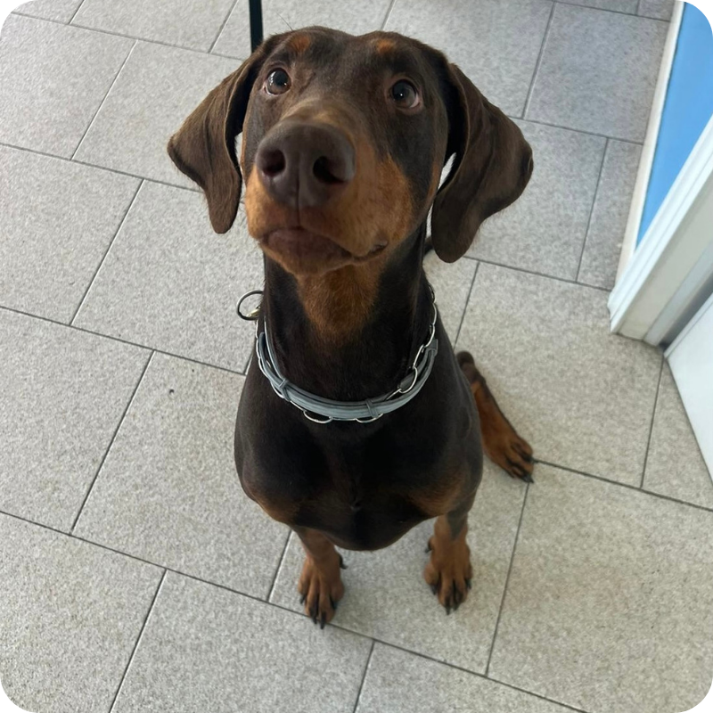 Un simpatico cane dal colore marrone scuro durante una visita veterinaria di controllo alla Clinica Veterinaria Leonardo Da Vinci