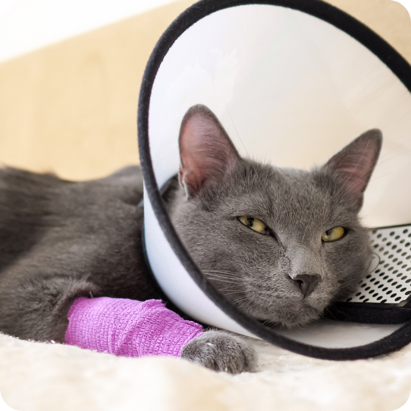 Un gatto grigio con gli occhi gialli sdraiato con un collare e una zampa fasciata con un tape lilla. Dopo un controllo di ortopedia