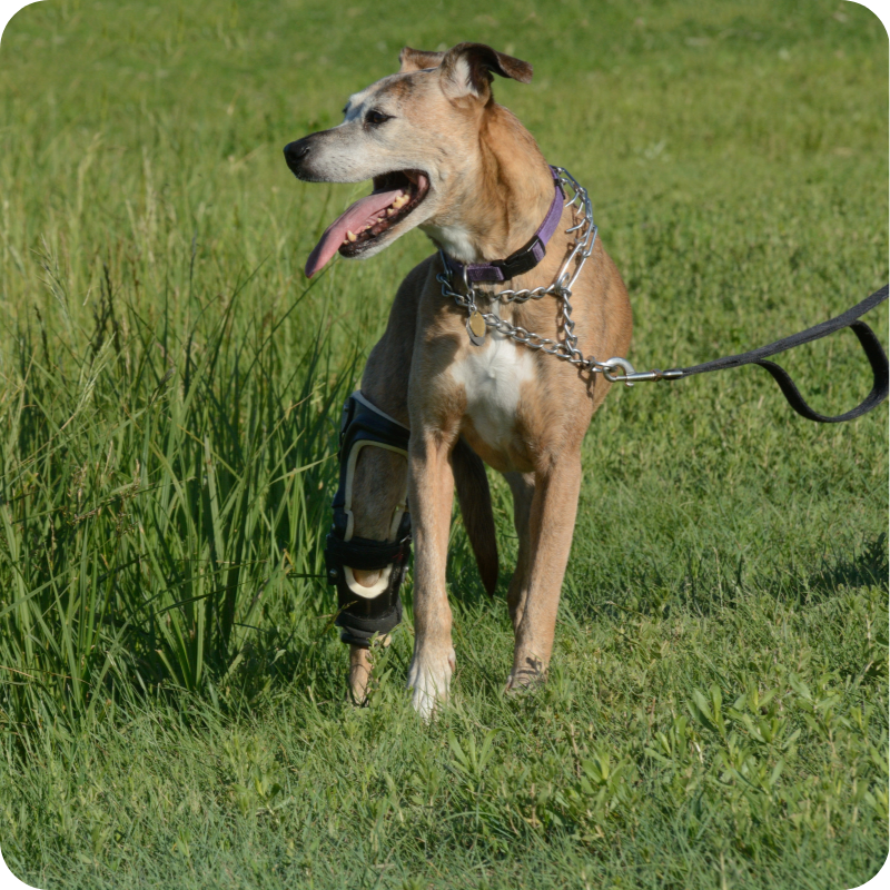 Un cane in un prato verde con un tutore nella zampa posteriore