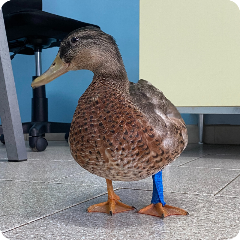 13.1 Una papera nella Clinica Veterinaria Leonardo Da Vinci con una zampa fasciata con un tape blu