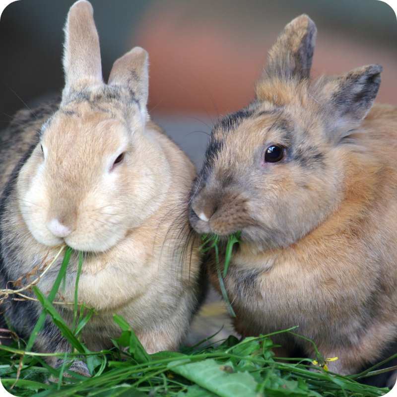 14.1 Due conigli uno nocciola e nero uno marroncino e nero che mangiano un po' di erba verde