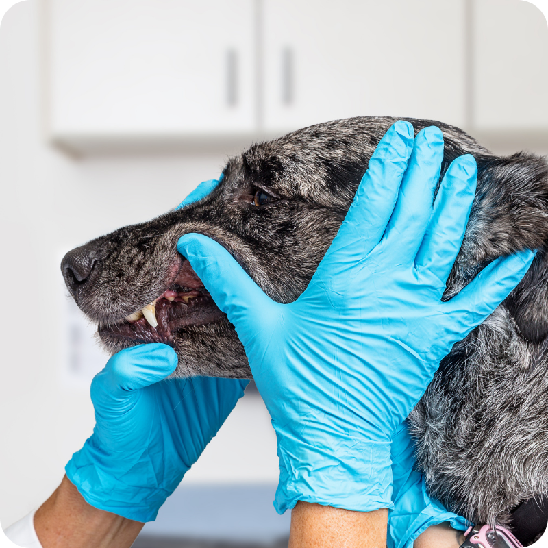 15.1 un cane adulto bianco nero e grigio mentre viene visitato da un medico veterinario che gli controlla i denti