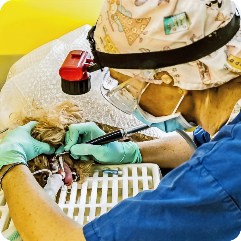 16.1 Un medico veterinario della Clinica Veterinaria Leonardo Da Vinci mentre esegue una pulizia dentale ad un cane