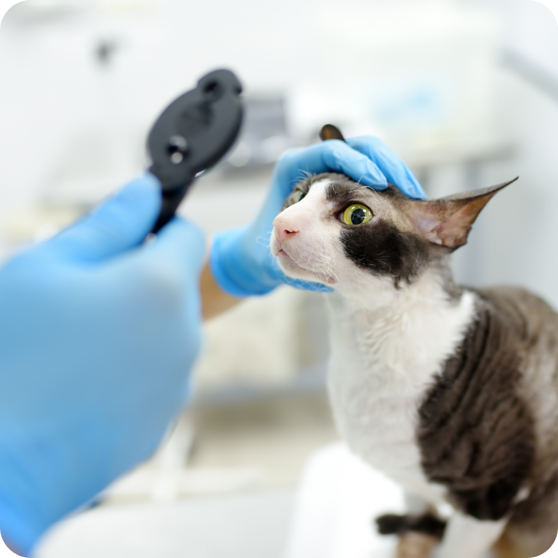 Un gatto bianco e grigio durante una visita oculistica/controllo di oftalmologia