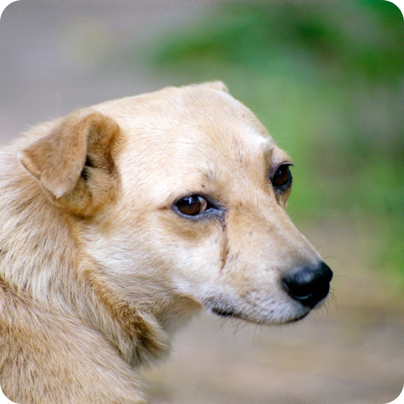 Un cane nocciola di schiena che guarda dietro in un ambiente esterno opaco