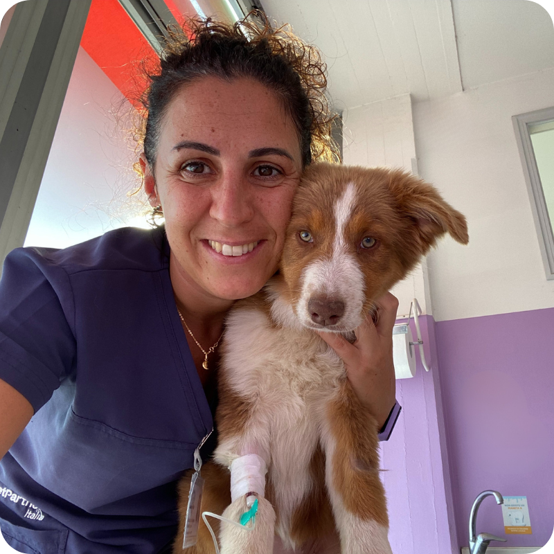 Una dottoressa veterinaria della Clinica Veterinaria Leonardo da Vinci con un cane dagli occhi cerulei e manto bianco e marrone dopo una visita di controllo
