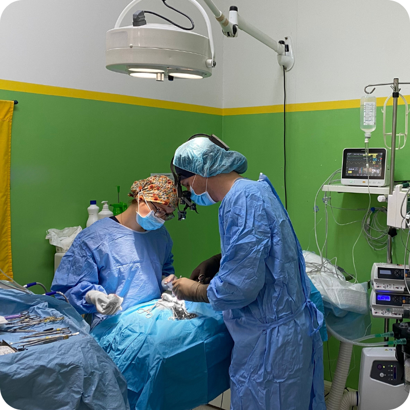 Due medici veterinaria della Clinica Veterinaria Leonardo Da Vinci in sala operatoria durante un intervento chirurgico