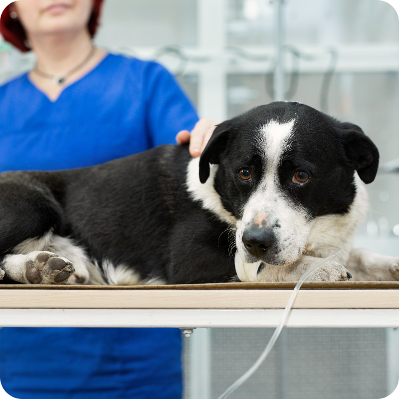 Un cane adulto nero e bianco durante una visita di oncologia veterinaria