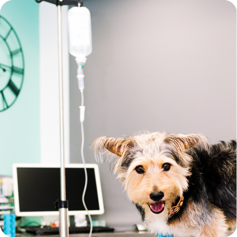 Un cane nero e nocciola con il pelo lungo con una flebo