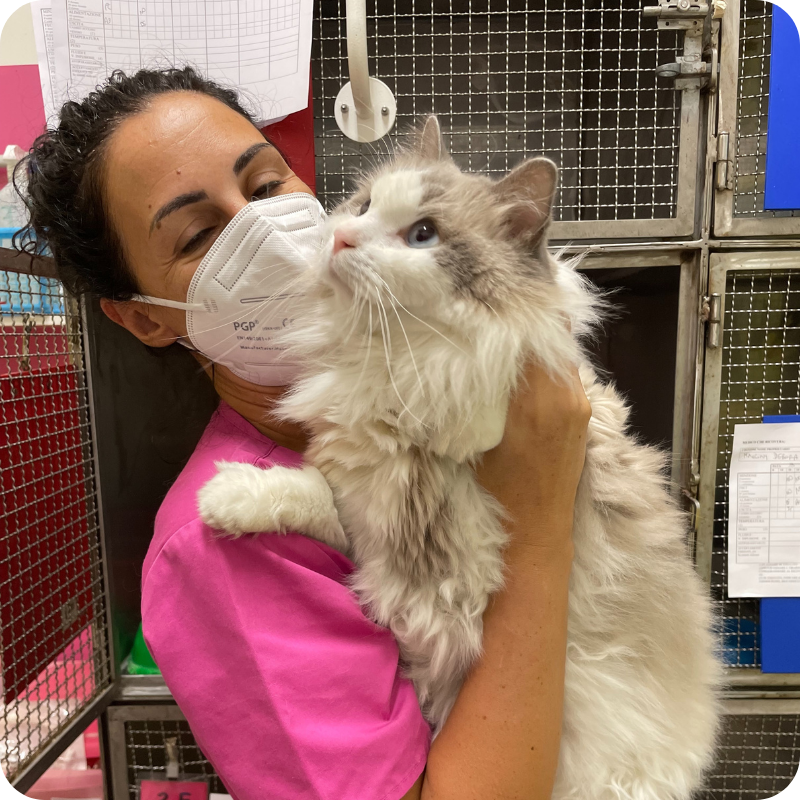 Un medico veterinario della Clinica Veterinaria Leonardo da Vinci con in breccio un gatto bianco e grigio a pelo lungo