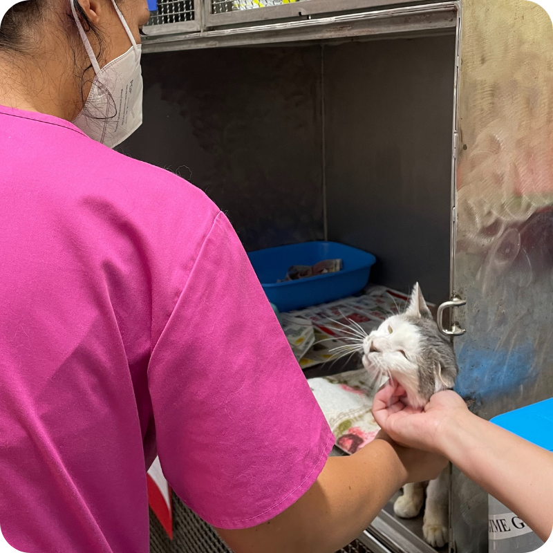 Un medico veterinario della Clinica Veterinaria Leonardo da Vinci mentre accarezza un gatto bianco e grigio in degenza