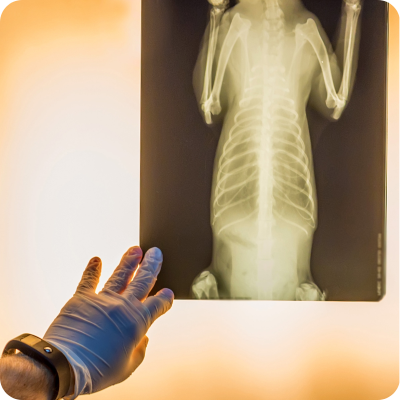 Una radiografia di un cane