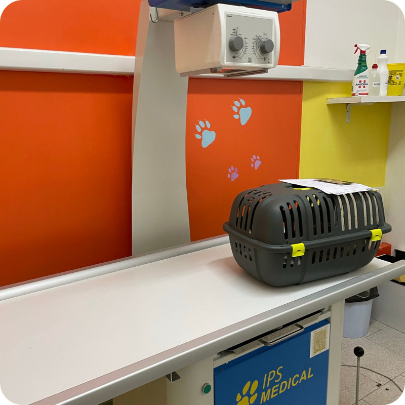 Un trasportino nella Clinica Veterinaria Leonardo da Vinci