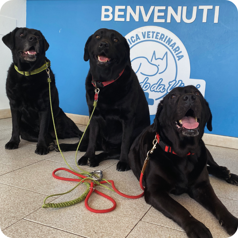 Tre labrador neri sorridenti davanti al bancone della sala d'attesa della Clinica Veterinaria Leonardo Da Vinci