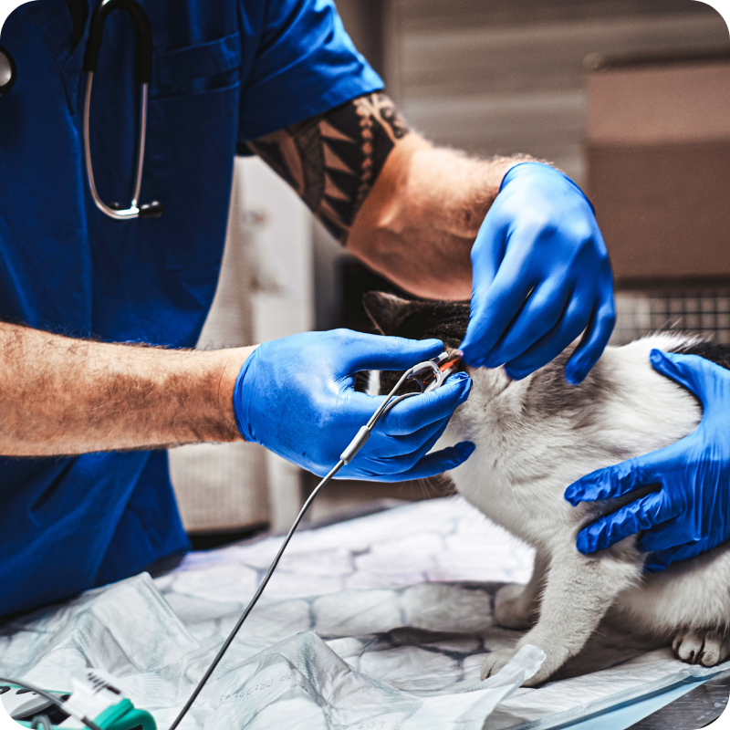 Un medico veterinario svolge un ecocardiografia ad un gatto