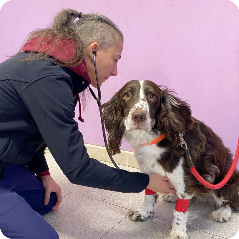Un cane bianco e marrone a pelo lungo viene visitato da un medico veterinario della Clinica Veterinaria Leonardo da Vinci