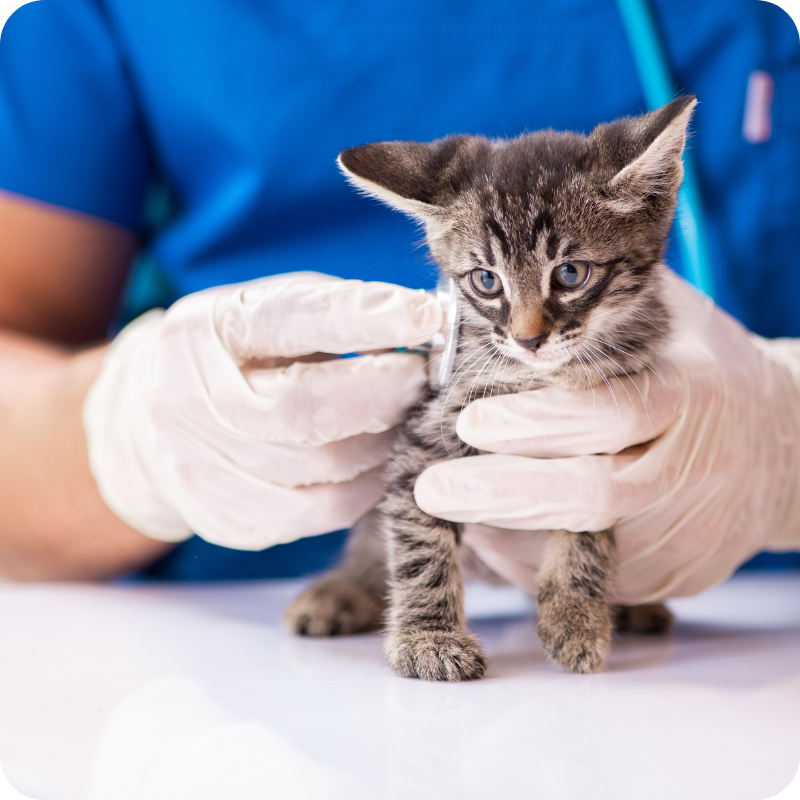 Un cucciolo di gatto viene visitato da un medico veterinario