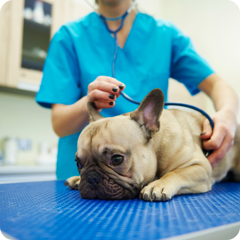 Un carlino durante una visita medica