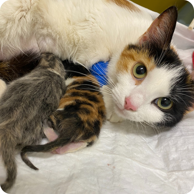 4 Una gatta bianca, nera e marrone mentre accudisce i suoi due cuccioli appena nati alla Clinica Veterinaria Leonardo Da Vinci
