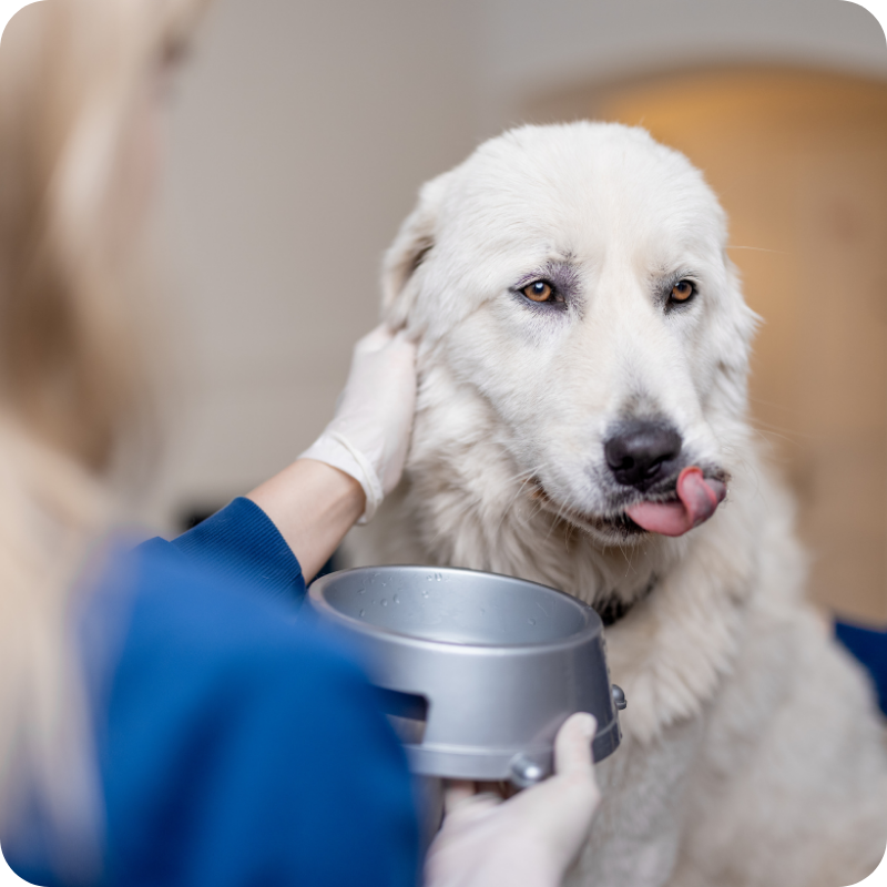 40 Un cane bianco beve da una ciotola