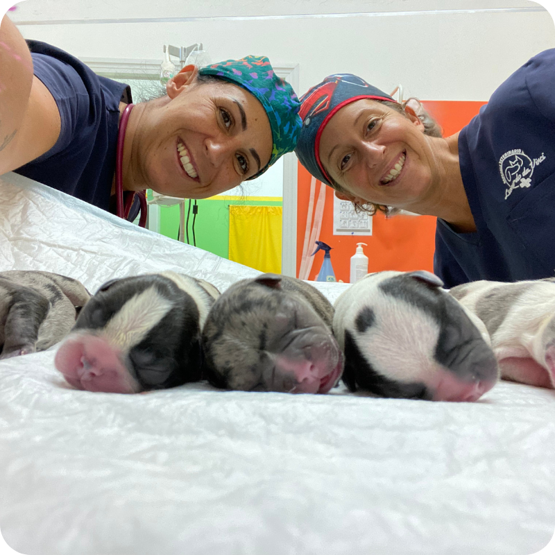 Due medici veterinari della della Clinica Veterinaria Leonardo da Vinci con cinque cuccioli di cane appena nati