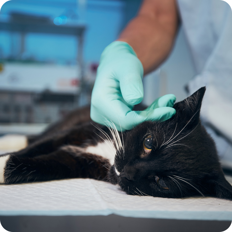Un gatto nero disteso durante una visita mentre un medico veterinario lo accarezza