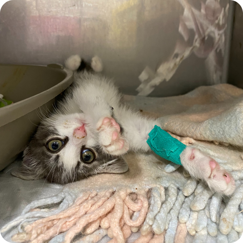 Un gatto cucciolo grigio e bianco, dopo essere stato ricoverato al pronto soccorso veterinario a pancia in su in una gabbia della degenza con la zampa anteriore destra fasciata