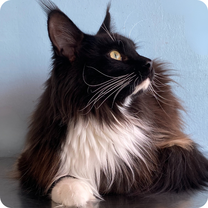 46 un gatto nero e bianco a pelo lungo disteso che guarda in alto