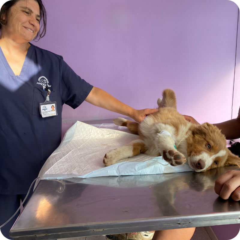 Una dottoressa della Clinica Veterinaria Leonardo Da Vinci mentre gioca con un cucciolo di cane bianco e nocciola