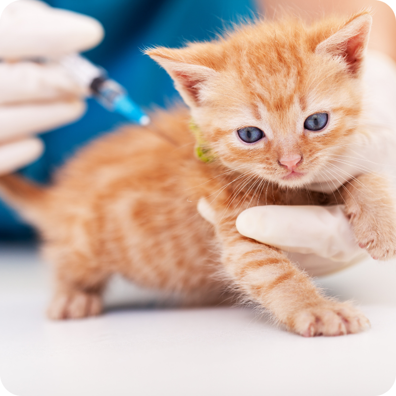 Un cucciolo di gatto tigrato con gli occhi azzurri in primo piano mentre un medico gli sta facendo un vaccino