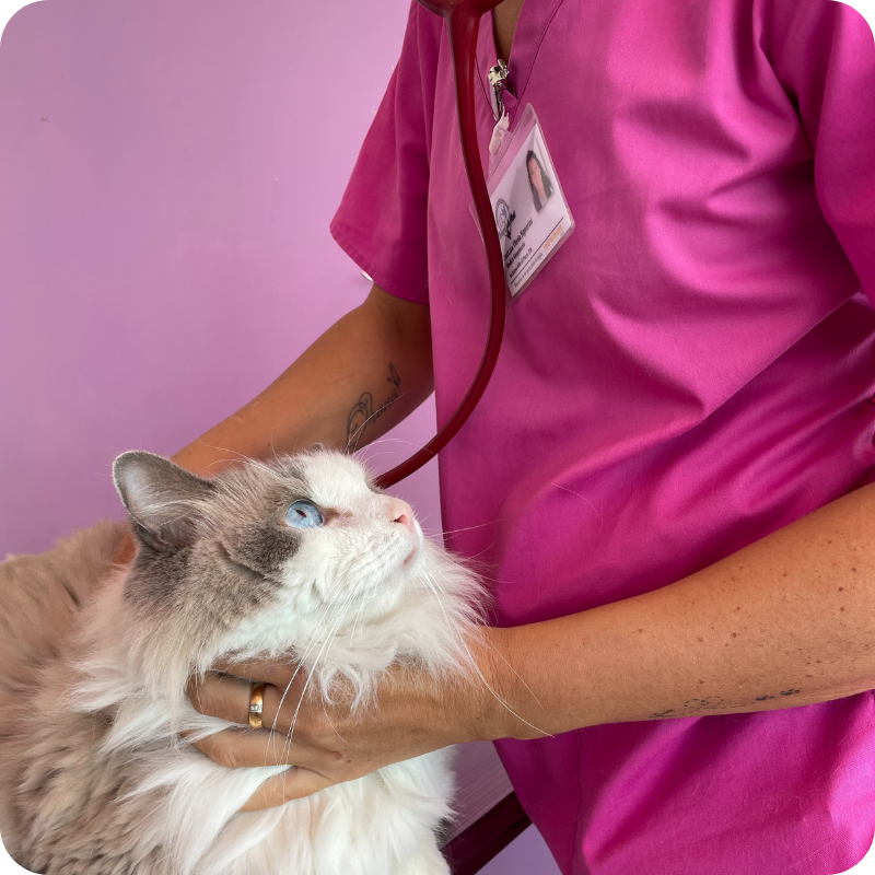 Un gatto bianco e grigio con il pelo lungo e gli occhi azzurri che guarda il medico veterinario della Clinica Veterinaria Leonardo Da Vinci che lo sta accarezzando