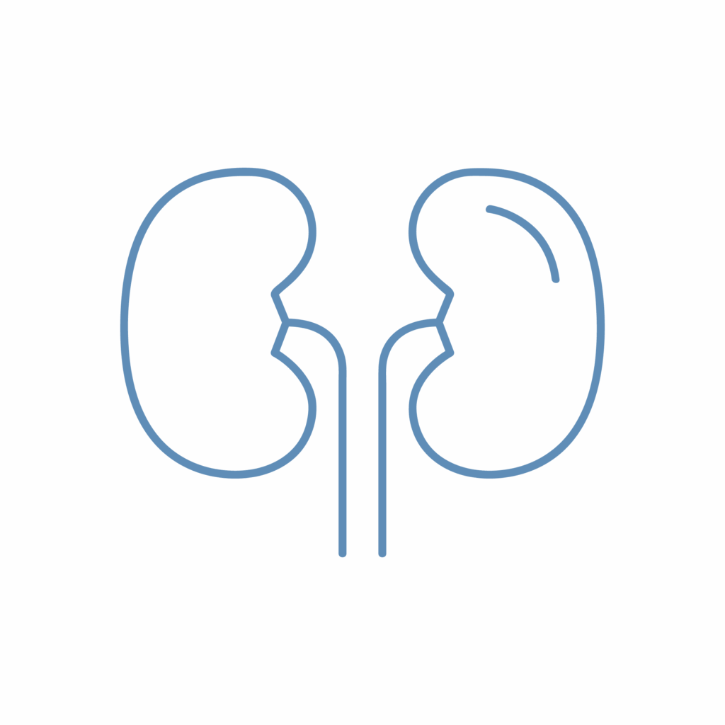 NEFROLOGIA Icona illustrativa del servizio di nefrologia della clinica veterinaria Leonardo da Vinci